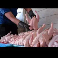 انبار مرغ تعاونی یزدان ۲۲۸وزغال