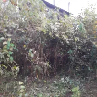 علفتراشی با دستگاه علفتراش|خدمات باغبانی و درختکاری|کلاچای, |دیوار