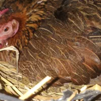 تخم مرغ نطفه دار وخوراکی اورگانیک|حیوانات مزرعه|رشت, نیروی دریایی|دیوار