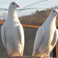 گمشده جایزه 16 تومن