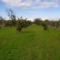 فروش زمین باغی