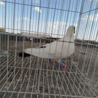 کفتر پرشی دانه 180