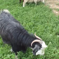 سلام گوسفند بز و میش جوان هر دو برای کشتن|حیوانات مزرعه|مشهد, توس (بلوار توس)|دیوار