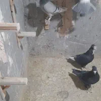 دم سیاه وپلنگ|پرنده|زاهدان, |دیوار