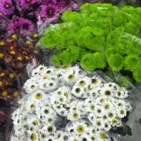 گل داوودی رنگی شب یلدا|گل مصنوعی|مشهد, الهیه|دیوار