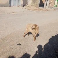 بره ماده