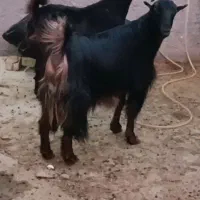 فروش دوتا بز ترکی  آبستن نزدیک با بز زاییده|حیوانات مزرعه|مهر, |دیوار