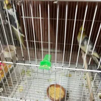 عروس باتخم و جوجه