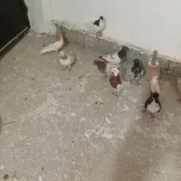 کبوتر رنگی سلطان اباد|پرنده|سبزوار, زینبیه|دیوار