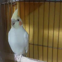 عروس هلندی لوتینو