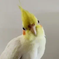 عروس هلندی گم شده