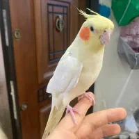 جفت مولد و تک بالغ(جوجه سرلاکی)ملنگو-گیرینچیک|پرنده|رشت, یخسازی|دیوار