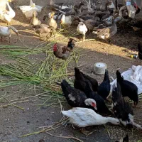 غاز اردک مرغ بوقلمون بره|حیوانات مزرعه|اهواز, اهواز|دیوار