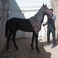 اسب نریان جوان