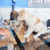 واگذاری دو قلاده سگ شناسنامه دار|سگ|مشهد, ویلاشهر|دیوار