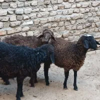 3 عدد بره ماده کردی قلم دار مقبول