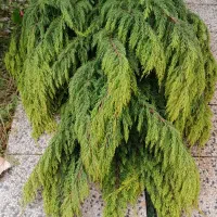 درخت کاج قطع شده