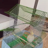 قفس عروس هلندی و مرغ عشق|لوازم جانبی حیوانات|صوفیان, |دیوار