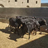 گوساله چاق