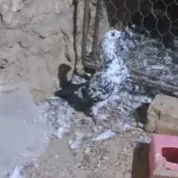 کفتر گلی پلاکی و درب گنجه