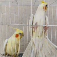 عروس هلندی لوتینو|پرنده|مشهد, کریم آباد|دیوار