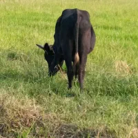 گاو نر حدود ۲۰ماهه خوش خوراک سر شاخ میزان|حیوانات مزرعه|رشت, پسیخان|دیوار