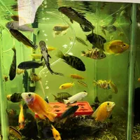 انواع ماهی و آکواریوم پمپ ابنما|ماهی|سنندج, |دیوار