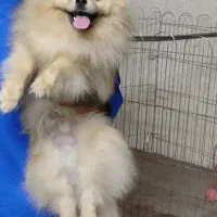 سگ نژاد پامرانین نر