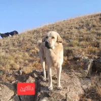 سگ گمشده|حیوانات|زنجان, |دیوار