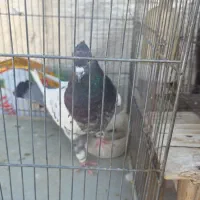 کبوتر۷تاهست.