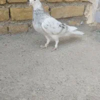 کبوتر گمشده