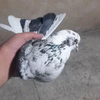 کفتر نر