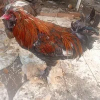 خروس پا پر نژاد دار