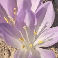 زمین اراضی علیشاهی حرم به حرم