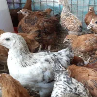 جوجه بزرگ مرغ،بلدرچین و قفس دوطبقه رایگان