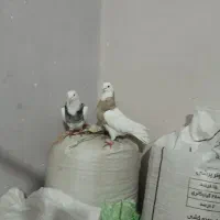 طوقی|پرنده|بهار, |دیوار