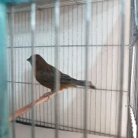 قناری نروماده سرخ|پرنده|تهران, جیحون|دیوار