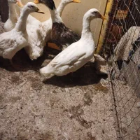 پرنده ادک|پرنده|بهبهان, |دیوار