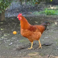 فروش خروس محلی ۶تا