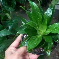 گل های آپارتمانی|گل و گیاه طبیعی|کتالم و سادات شهر, |دیوار