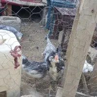 مرغ گلین طوسی با ۹عدد جوجه بزرگ|حیوانات مزرعه|عنبرآباد, |دیوار