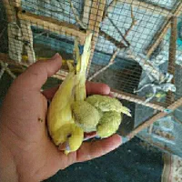 پرنده گمشده توضیحات بخونید