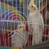 یک جفت عروس هلندی باقفس، ظرف آب،لانه،ظرف غذا