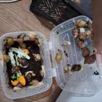 حلزون های آچاچینا|خزنده|تهران, فردوسی|دیوار