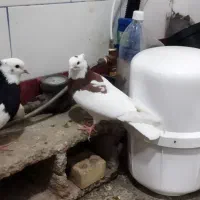 کبوتر|پرنده|شوشتر, |دیوار