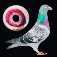 کفتر عطیقه|پرنده|شیراز, عادل آباد|دیوار