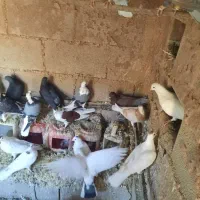کبوتر عادی|پرنده|شیراز, گویم|دیوار
