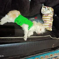 واگزاری توله شیتزوتریل۵ ماهه