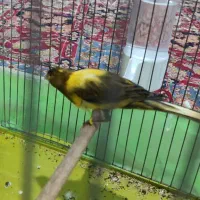 قناری دوعددسفیدوابلغ|پرنده|خمینی‌شهر, |دیوار