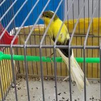 قناری کشیده بلند